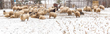 Sheep eating dry corn in winter dayの写真素材