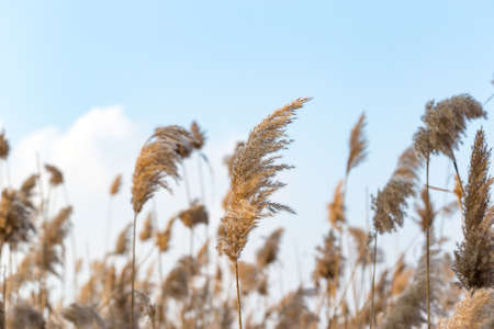 Dry reeds in the skyの写真素材