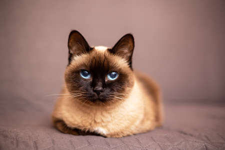 Portrait of the siamese cat over  blurred brown backgroundの写真素材