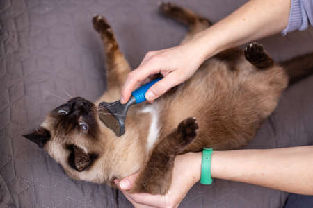 Woman brushes Siamese cat. Woman combing Siamese cat with brush.の写真素材