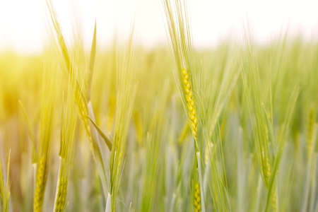 Green wheat field detail on sunny day. Macro photography of green wheatの写真素材