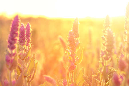 Clary sage plant in garden on sunny dayの写真素材