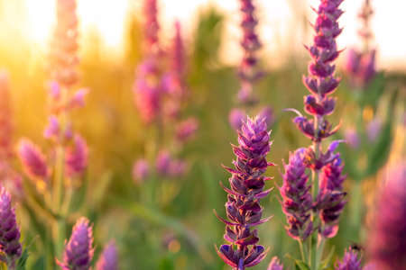Clary sage plant in gardenの写真素材