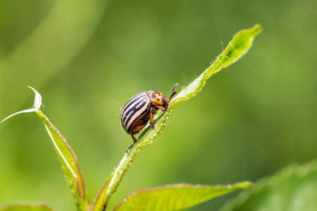 Colorado potato beetle on leavesの写真素材