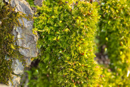 Macro of mossy forest floor in nature, top view