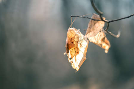 Dried leaves on the branch in the forest