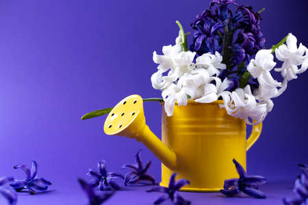 Colored flower on yellow watering can. Spring time is coming concept with copy spaceの写真素材