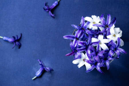 hyacinth flowers with dew over on blue background with copy space, Top viewの写真素材
