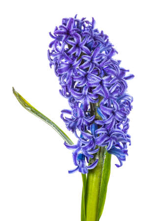 Hyacinth move/blue flowers isolated on white backgroundの写真素材