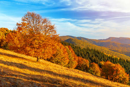 Beautiful autumn forest on hills. Red and yellow autumn leavesの写真素材