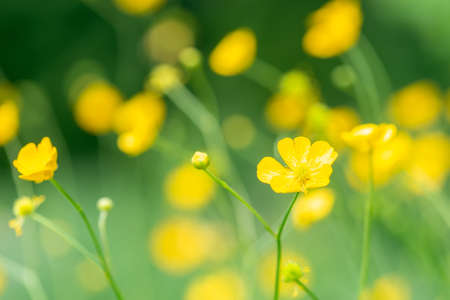 Creeping Buttercups Ranunculus repens in flower
