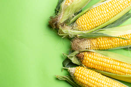 Fresh Grains of ripe corn, corn cob  over green backgroundの写真素材