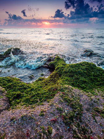 Seaweed on the beach with sunrise on the background. Green algae near the beach.