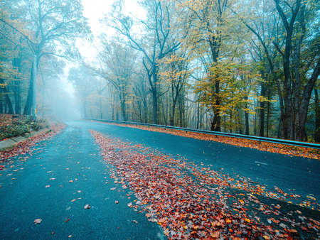 Asphalt road in beautiful mystical forest on blue fog in autumn.の写真素材