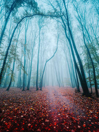 Autumn forest road leaves view in day foggy. Cold foggy morning in horror forestの写真素材