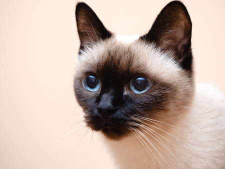 Siamese cat portrait