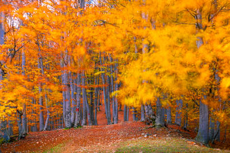 Colored autumn forest on a windy day. Footpath through Forest in Autumnの写真素材