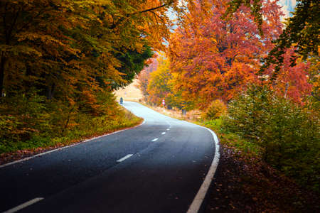 Asphalted road through the forest in autumn colors