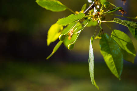 Cherry branch with unripe cherriesの写真素材