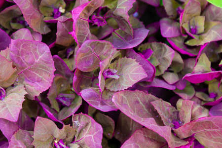 Fresh purple Garden Orache, Atriplex hortensis or French spinach, loboda.の写真素材