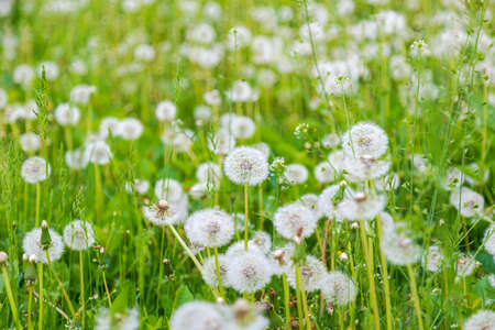 White fluffy dandelions. Field with dandelionsの写真素材