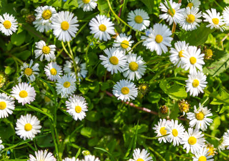 Spring landscape with white chamomile blossom on field. Top view of blooming wildflowers in meadow.