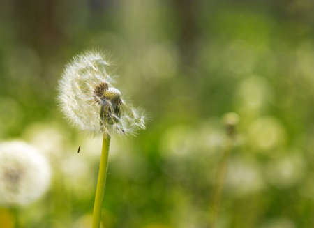 Dandelion seed pod in a natural background. White fluffy dandelions.の写真素材