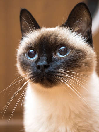 Portrait of siamese catの写真素材