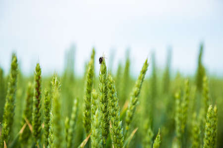 Green wheat plant on a field.の写真素材