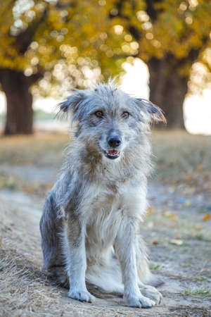 White and grey cute dog looking at the camera in autumn dayの写真素材