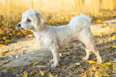 Bichon Havanez  dog looking at the camera.の写真素材