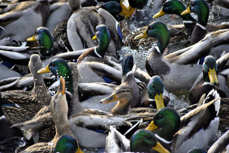 Wild ducks  feedingの写真素材