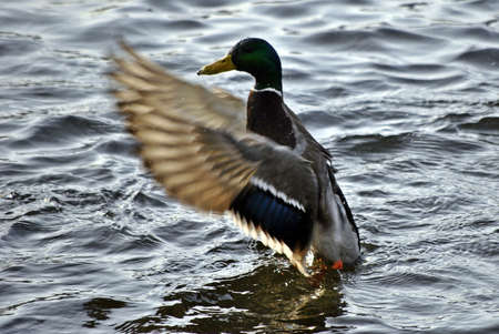 A dignified  kaczarの写真素材