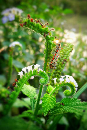 Butterflyの写真素材