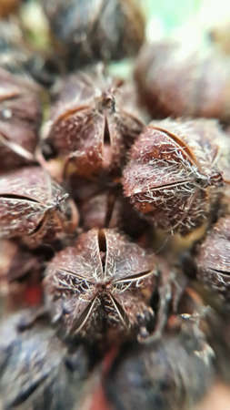 rural flowersの素材