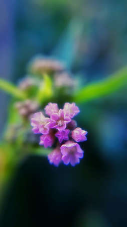 rural flowersの素材