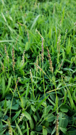 countrysideの素材