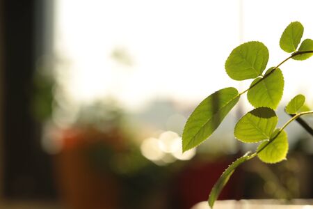 Flower leaves in reverse lightの写真素材