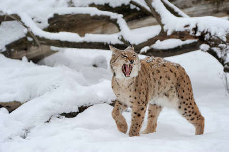 Beautiful wild lynx in winter dayの写真素材