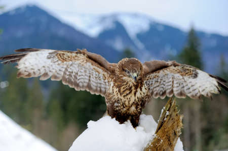 Hawk on a branch in forest