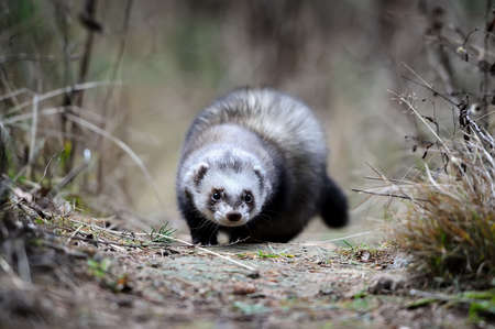 Wild polecat in forestの写真素材
