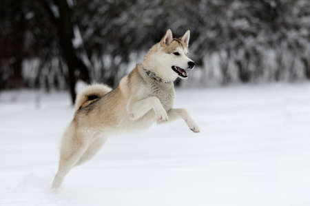 Young siberian husky dog in snowの写真素材