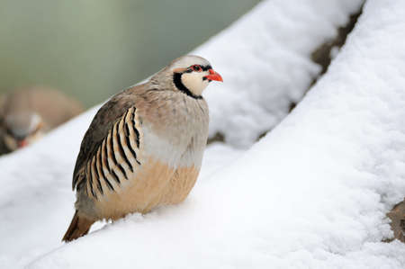 Beautiful partridge in the forest in winterの写真素材