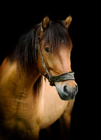 Brown horse portrait on black backgroundの写真素材