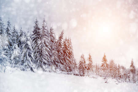 Beautiful winter landscape with snow covered treesの写真素材