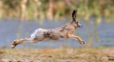 Hare running in a meadowの写真素材