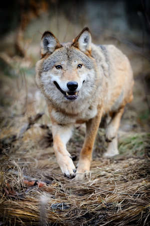 Wild wolf in forestの写真素材