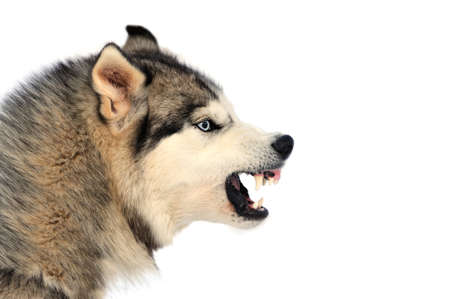 Angry siberian husky dog winter portraitの写真素材