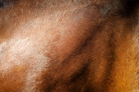 Close-up of textured pelt from a young brown horseの写真素材
