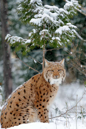 Young lynx in winter forestの写真素材